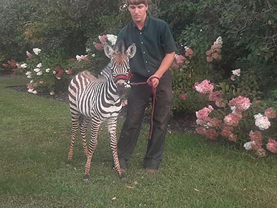 Grant Zebra colt
