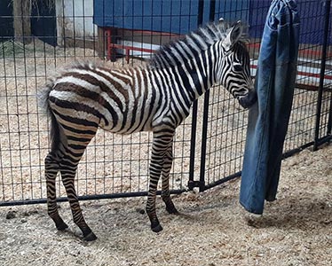 Grants Zebra colt